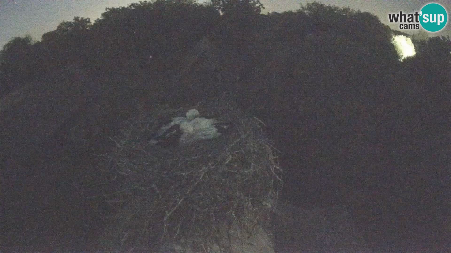 Webcam Europäisches Storchendorf – Naturpark Lonjsko polje