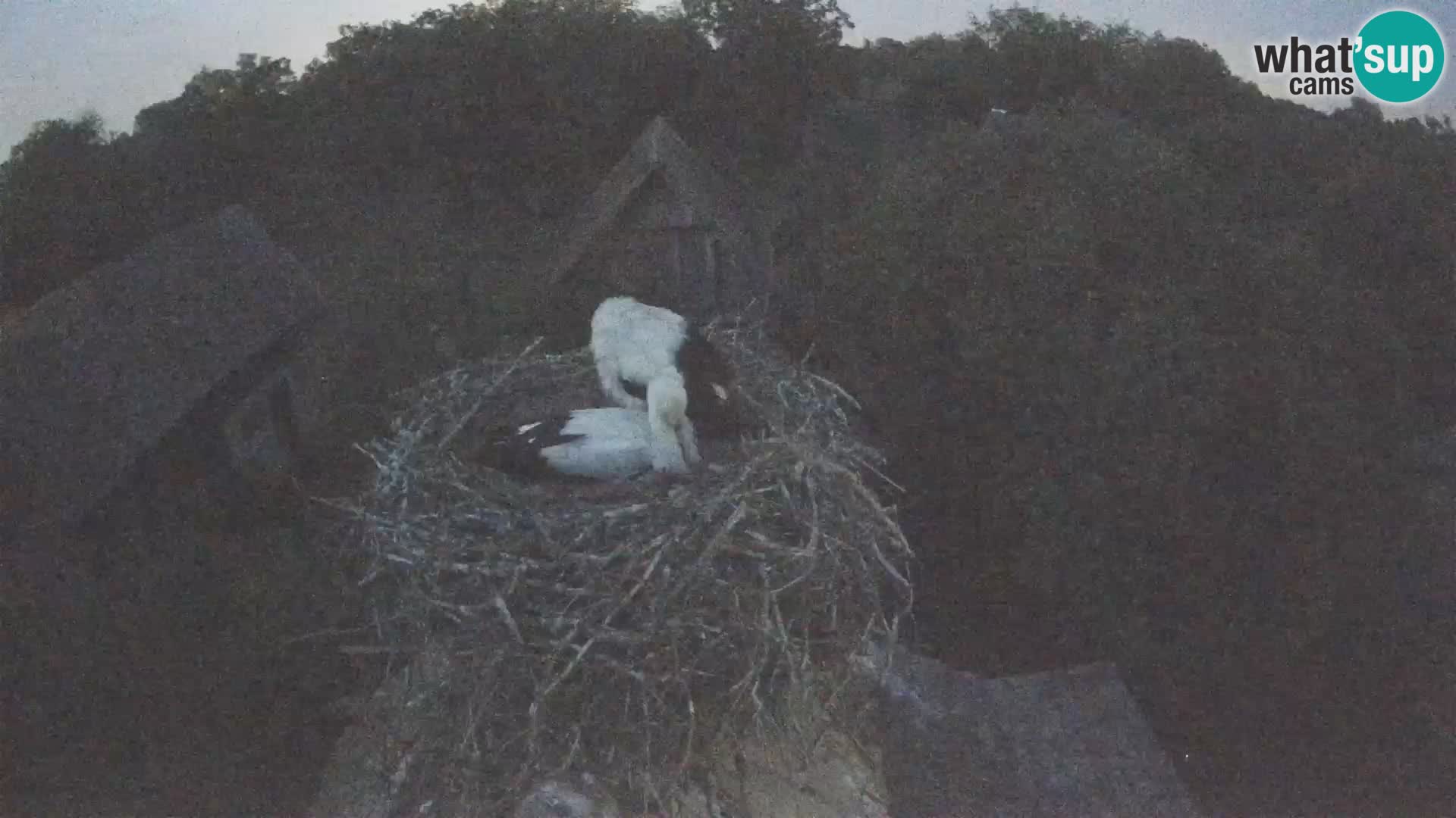 Webcam Europäisches Storchendorf – Naturpark Lonjsko polje