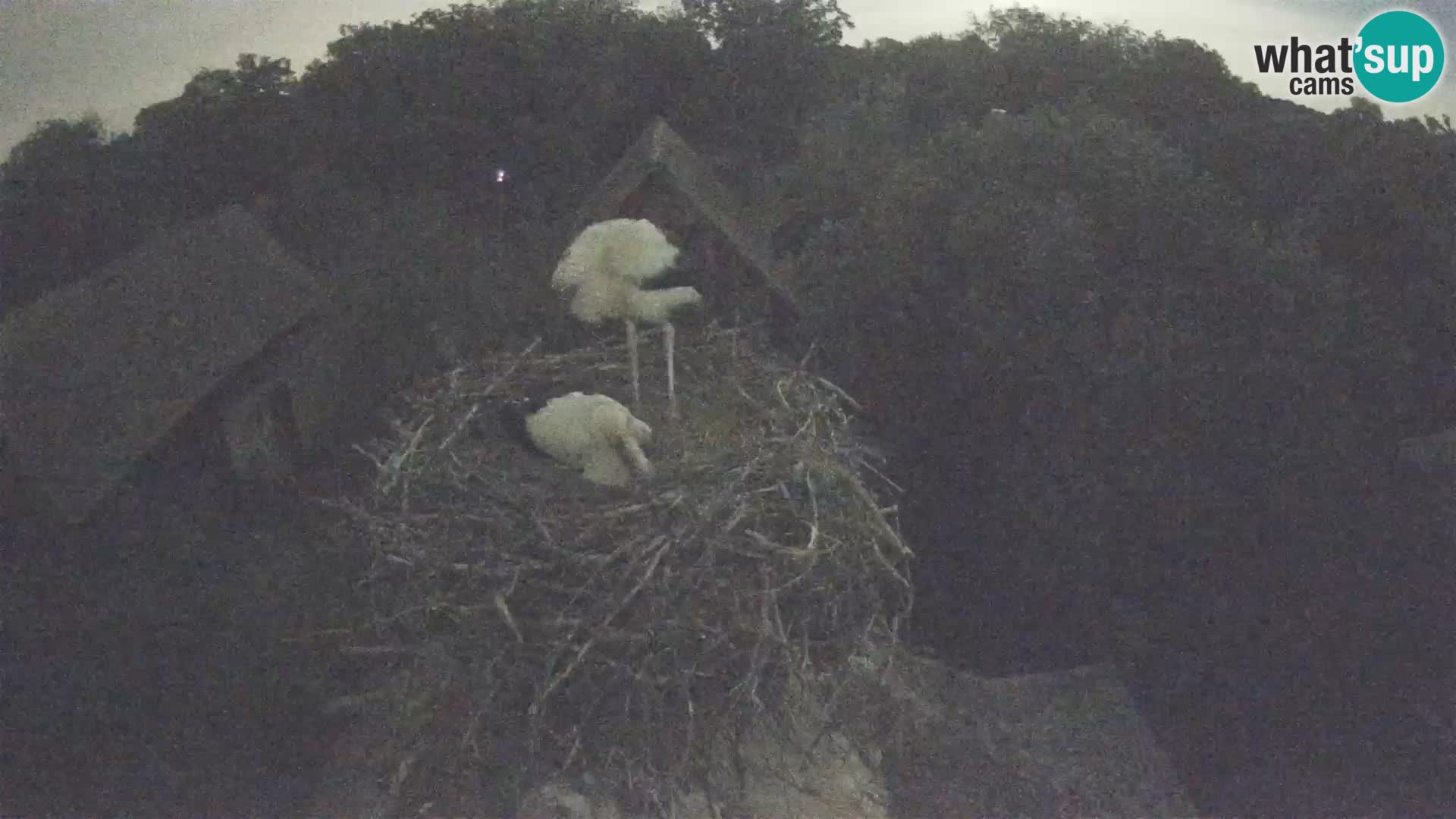 U živo Europsko selo roda – Park prirode Lonjsko polje