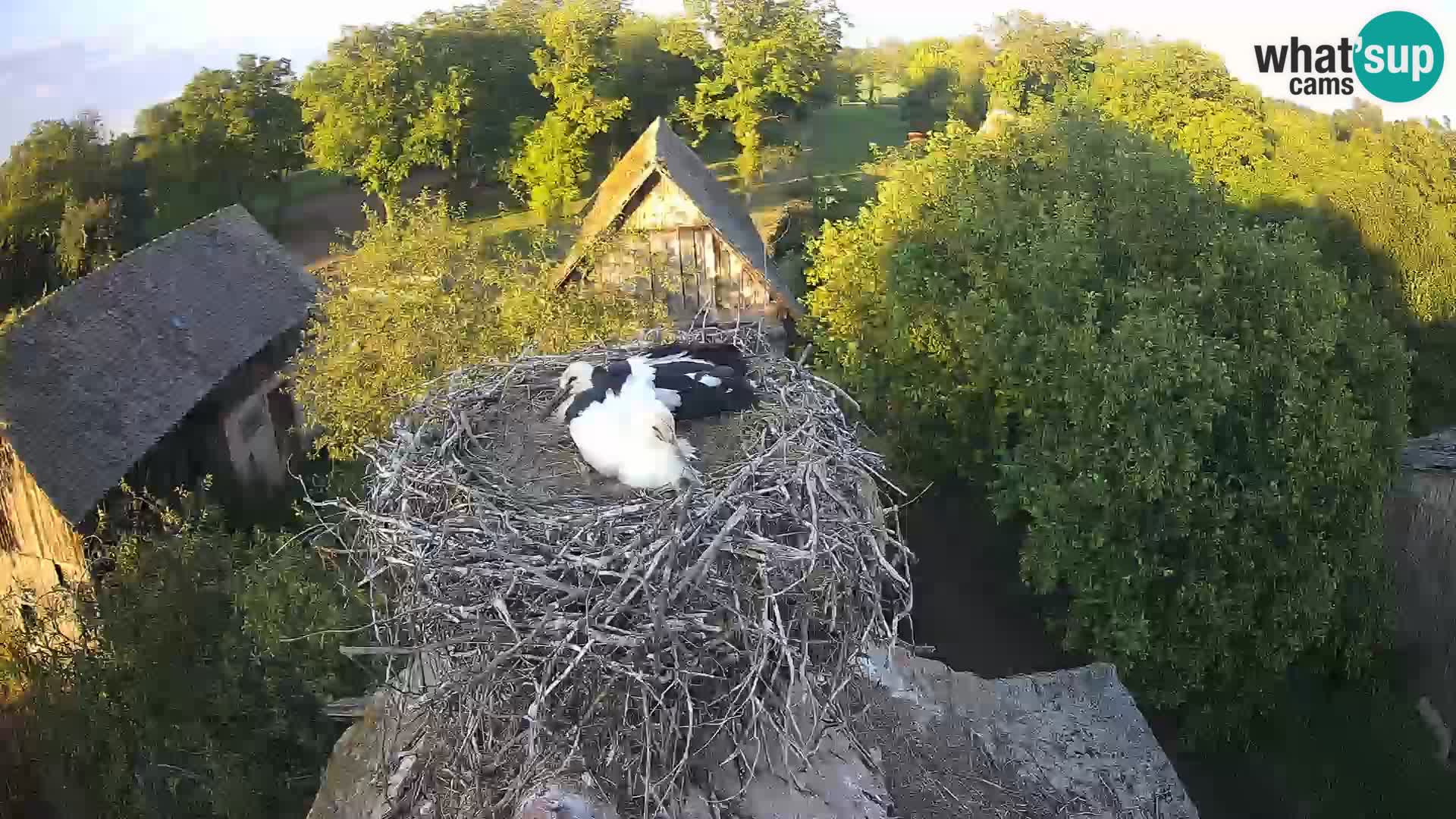 Webcam Europäisches Storchendorf – Naturpark Lonjsko polje
