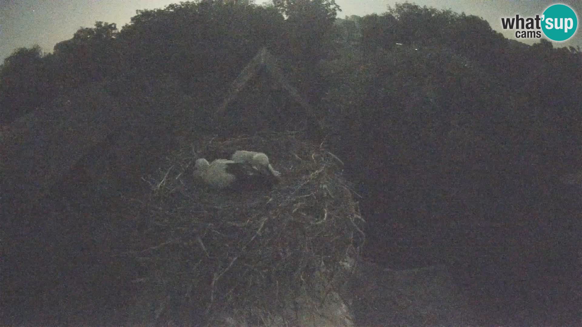Village européen de cigognes webcam Parc naturel de Lonjsko polje