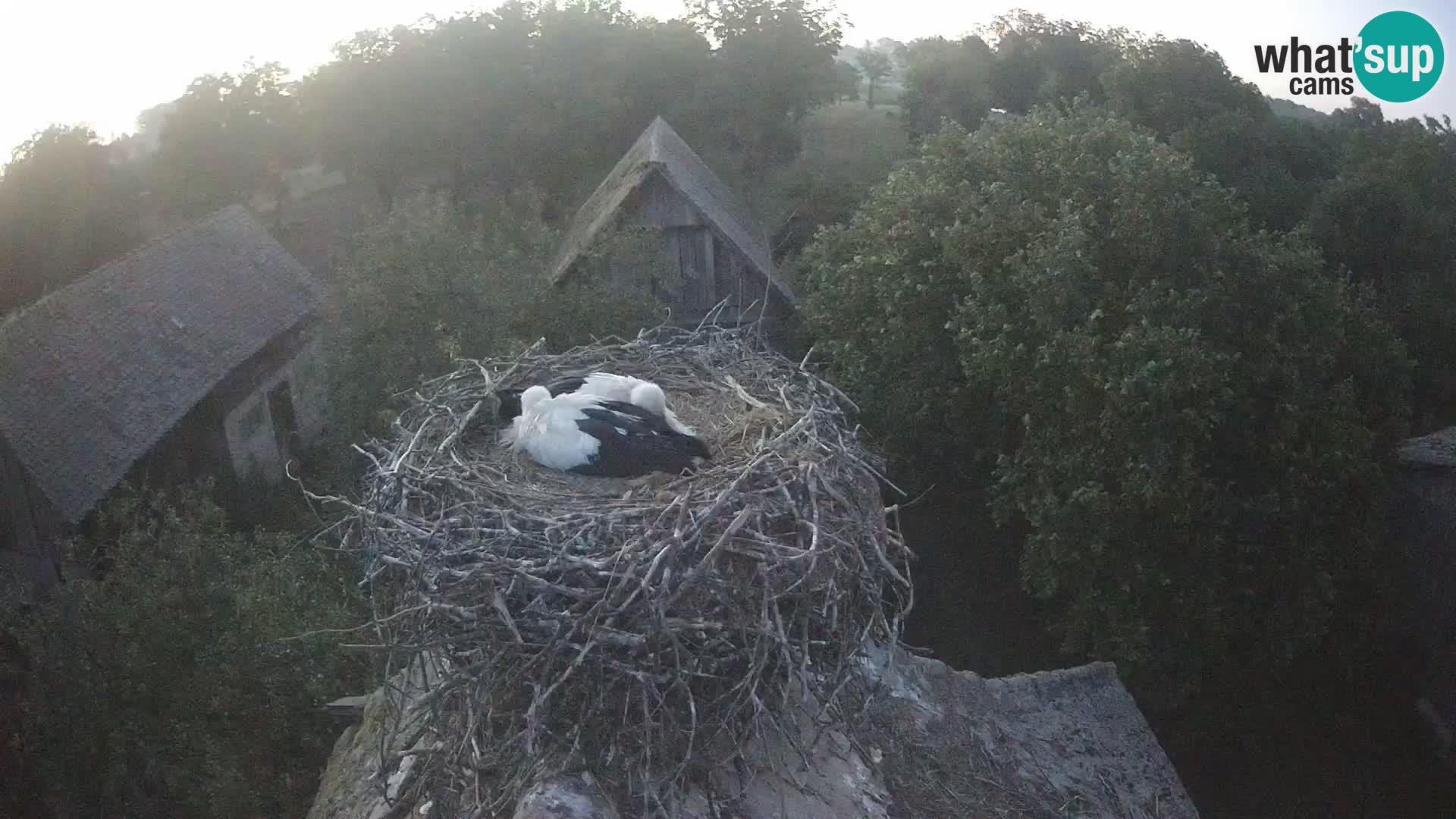Pueblo europeo de cigüeñas camera en vivo Parque Natural Lonjsko polje
