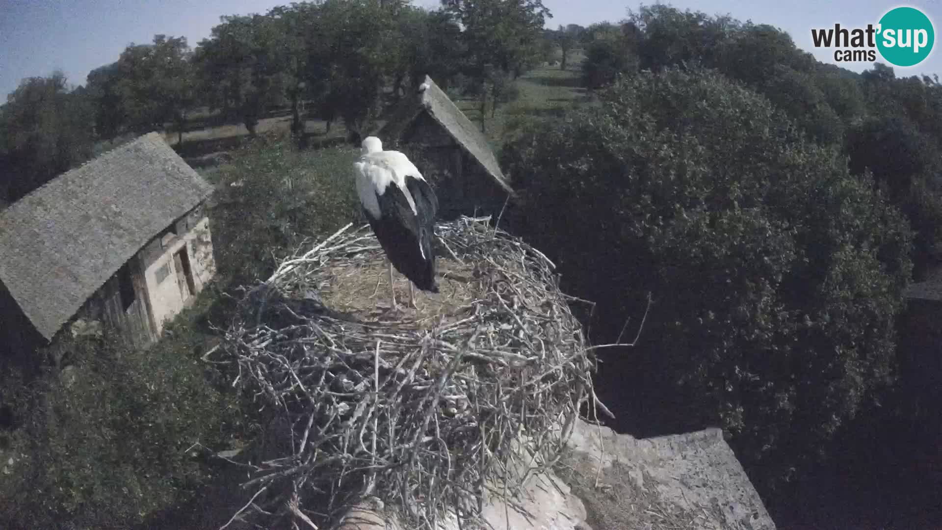 Village européen de cigognes webcam Parc naturel de Lonjsko polje