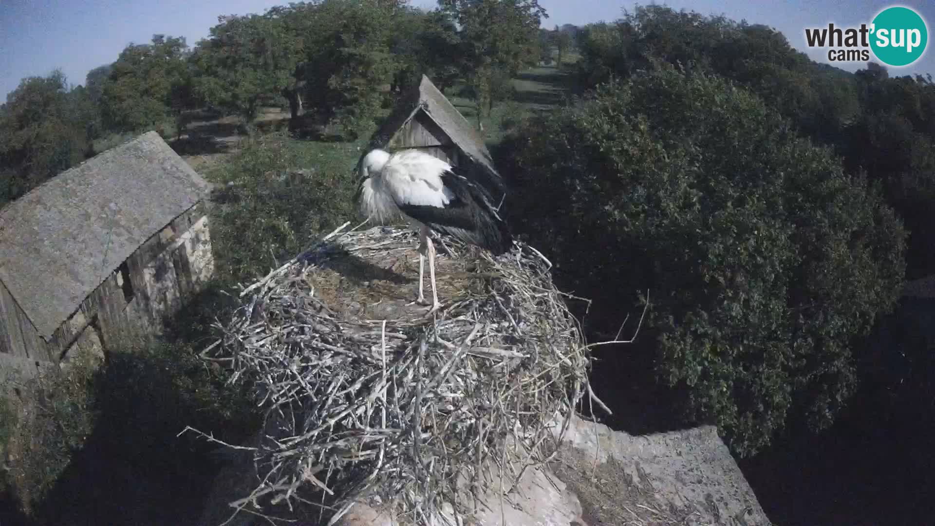Live webcam European stork village – Lonjsko polje Nature Park