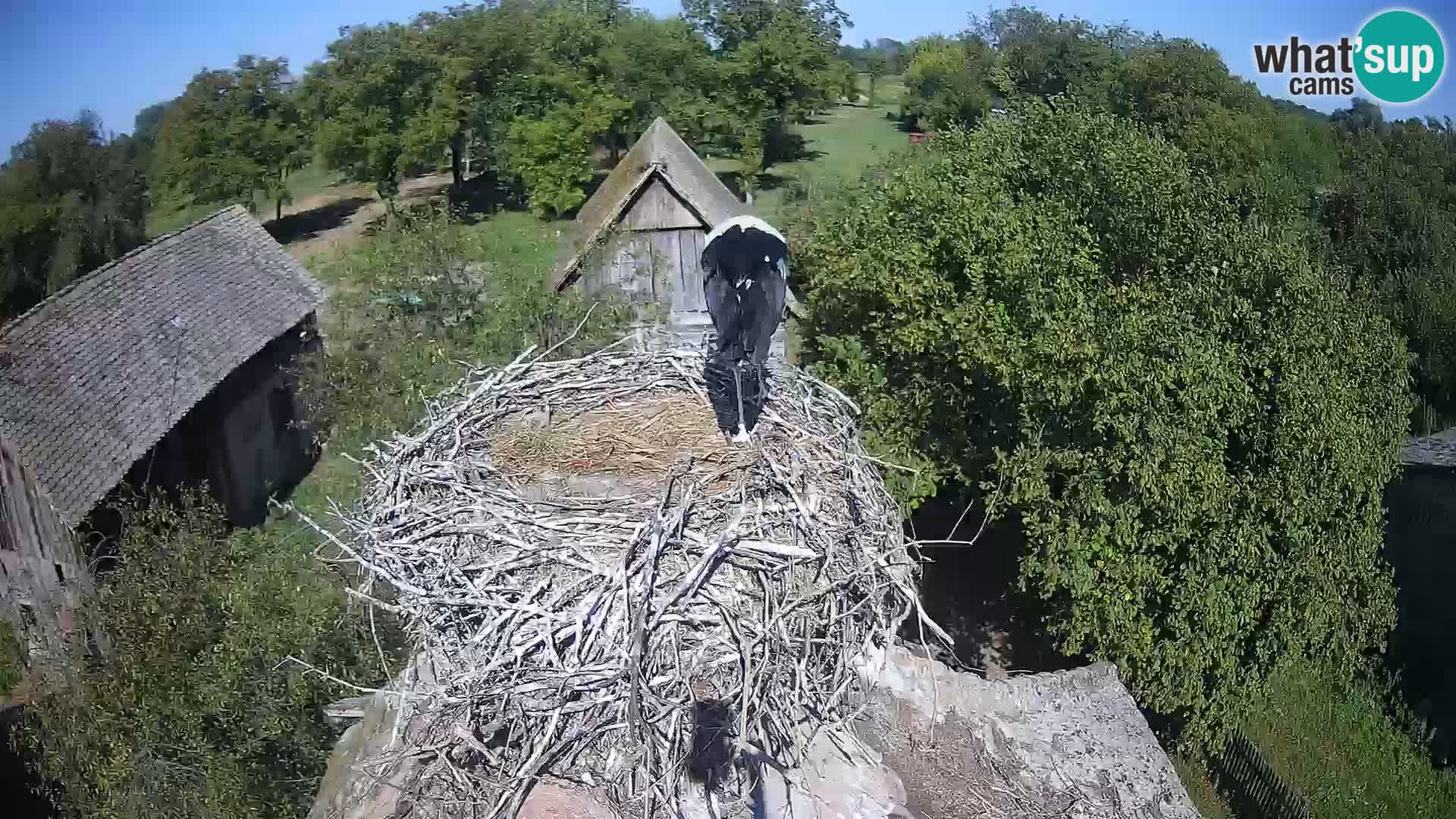 U živo Europsko selo roda – Park prirode Lonjsko polje