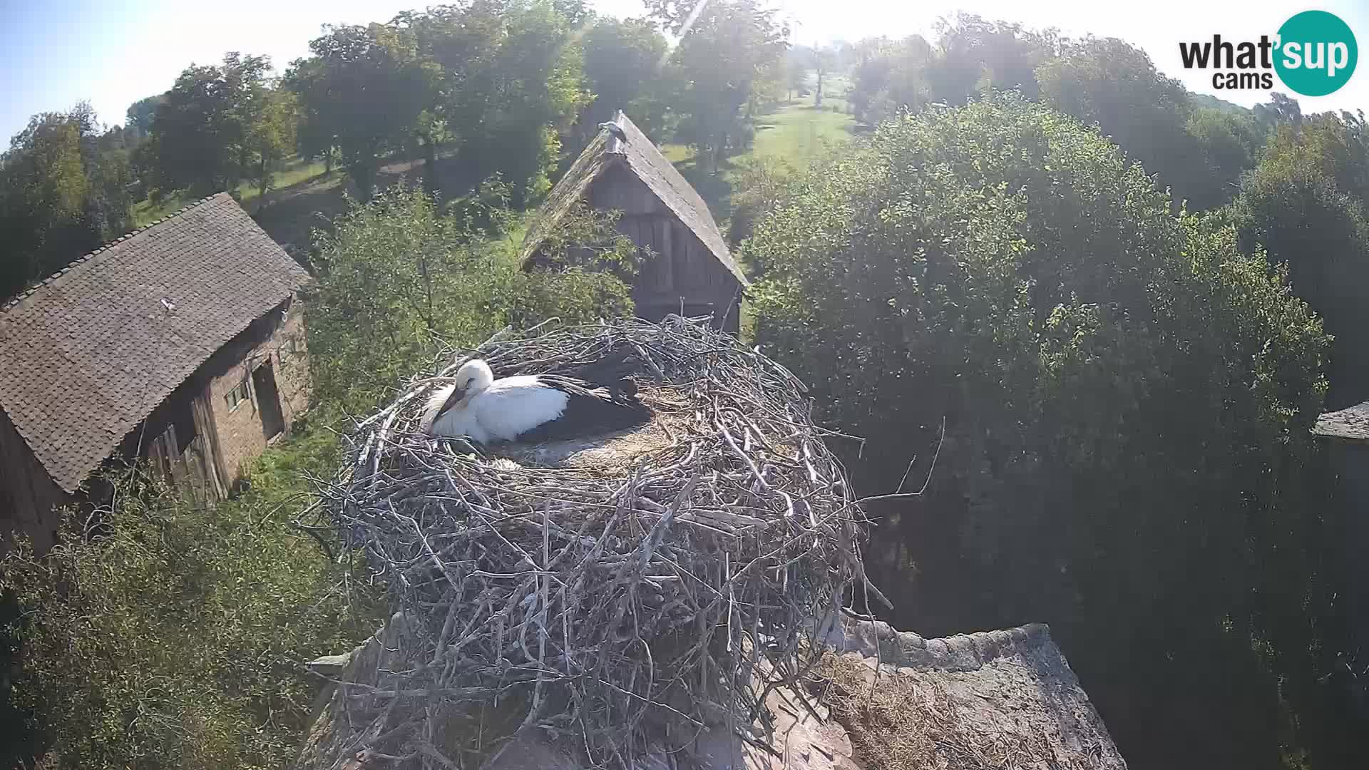 Webcam Europäisches Storchendorf – Naturpark Lonjsko polje