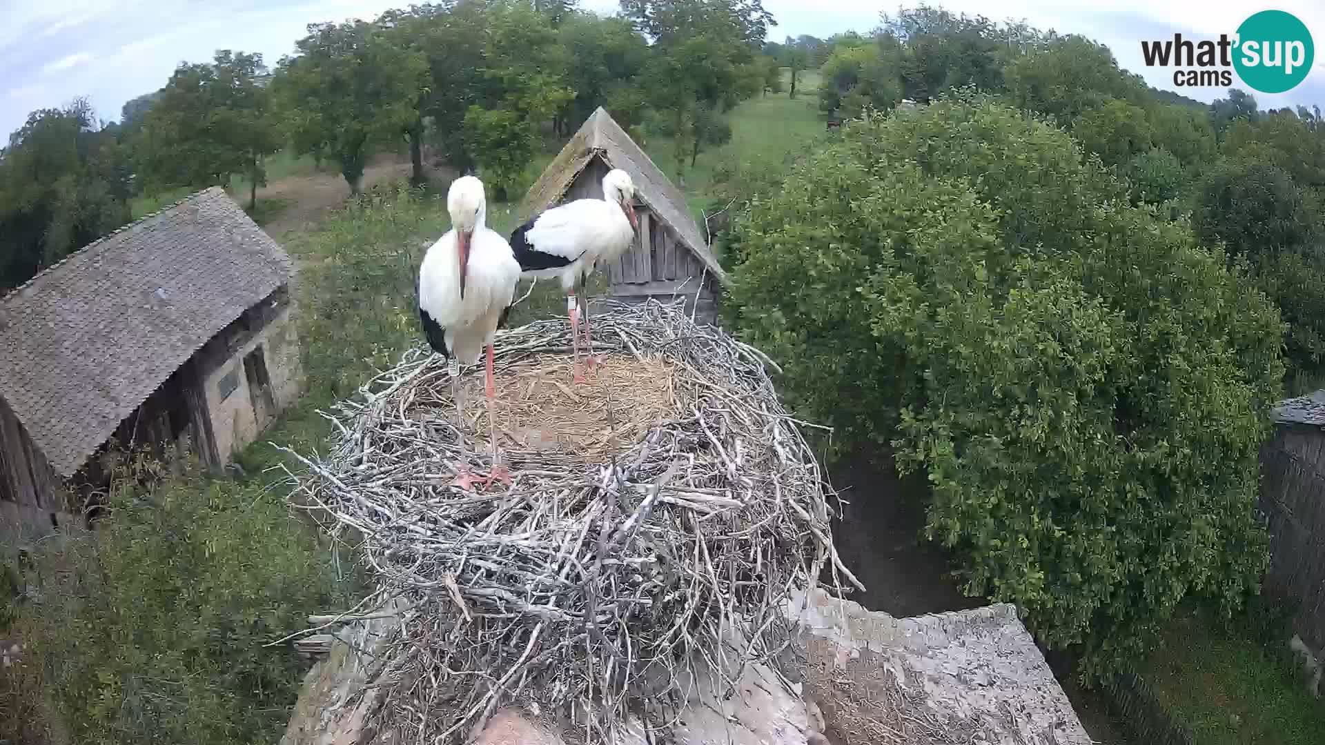 U živo Europsko selo roda – Park prirode Lonjsko polje
