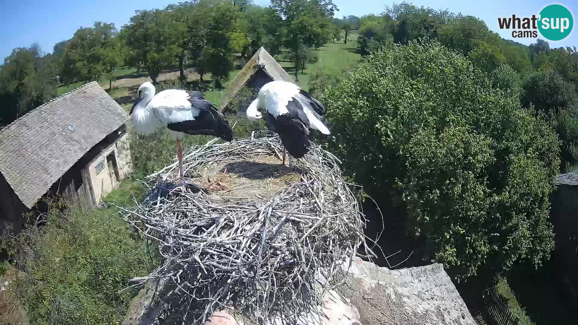 Webcam Europäisches Storchendorf – Naturpark Lonjsko polje