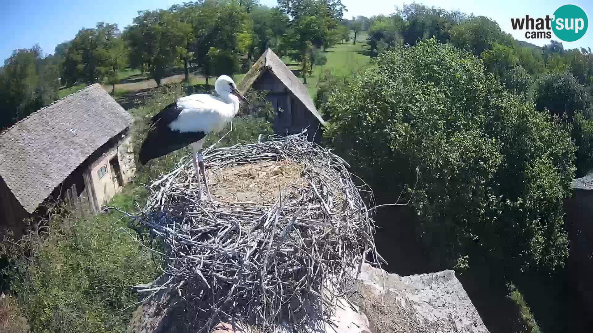 Webcam Europäisches Storchendorf – Naturpark Lonjsko polje