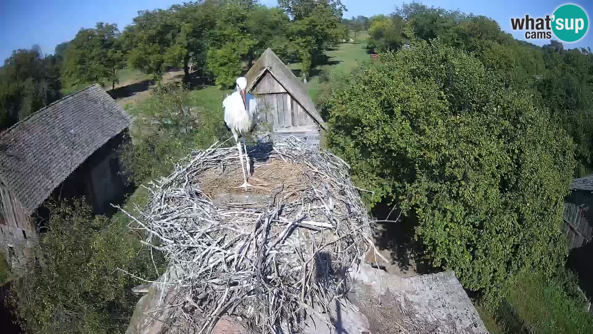Pueblo europeo de cigüeñas camera en vivo Parque Natural Lonjsko polje