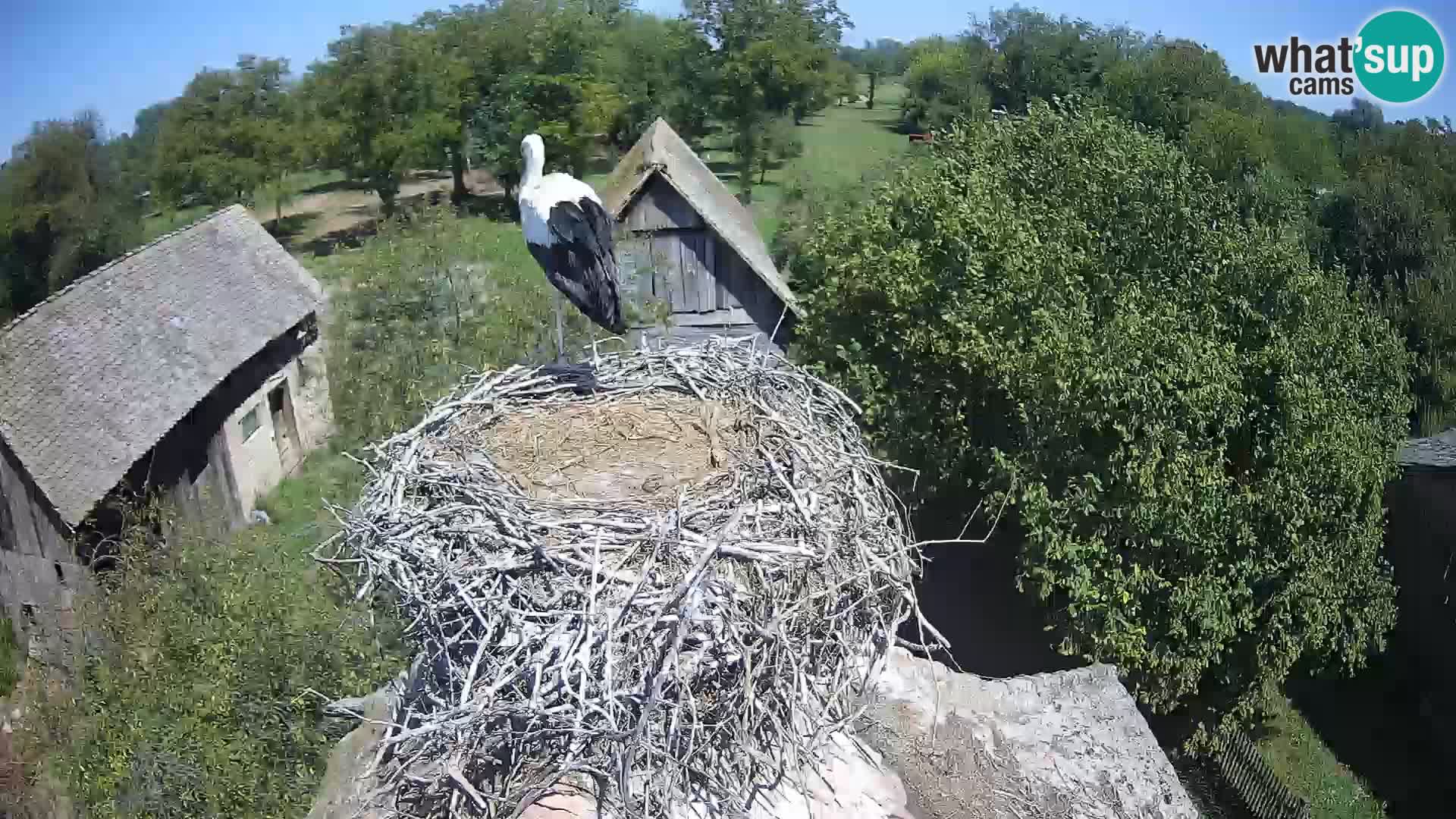 Evropska vas štorklje – Krajinski park Lonjsko polje spletna kamera