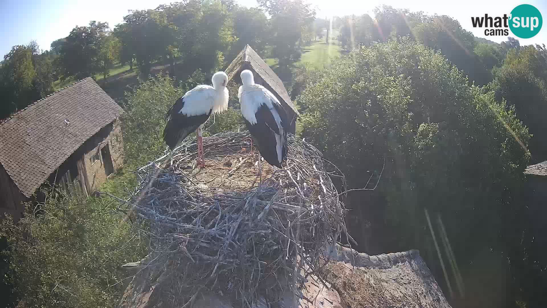 Evropska vas štorklje – Krajinski park Lonjsko polje spletna kamera