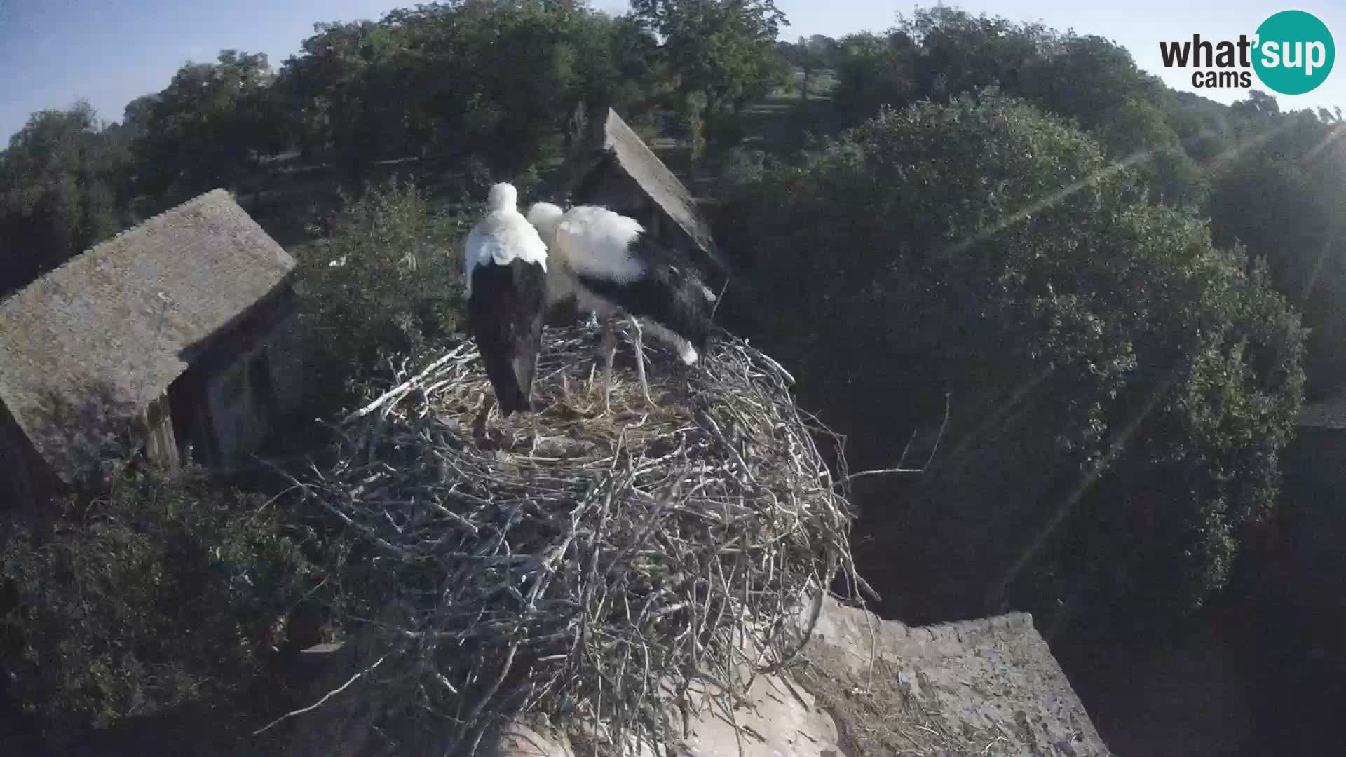 Webcam Europäisches Storchendorf – Naturpark Lonjsko polje