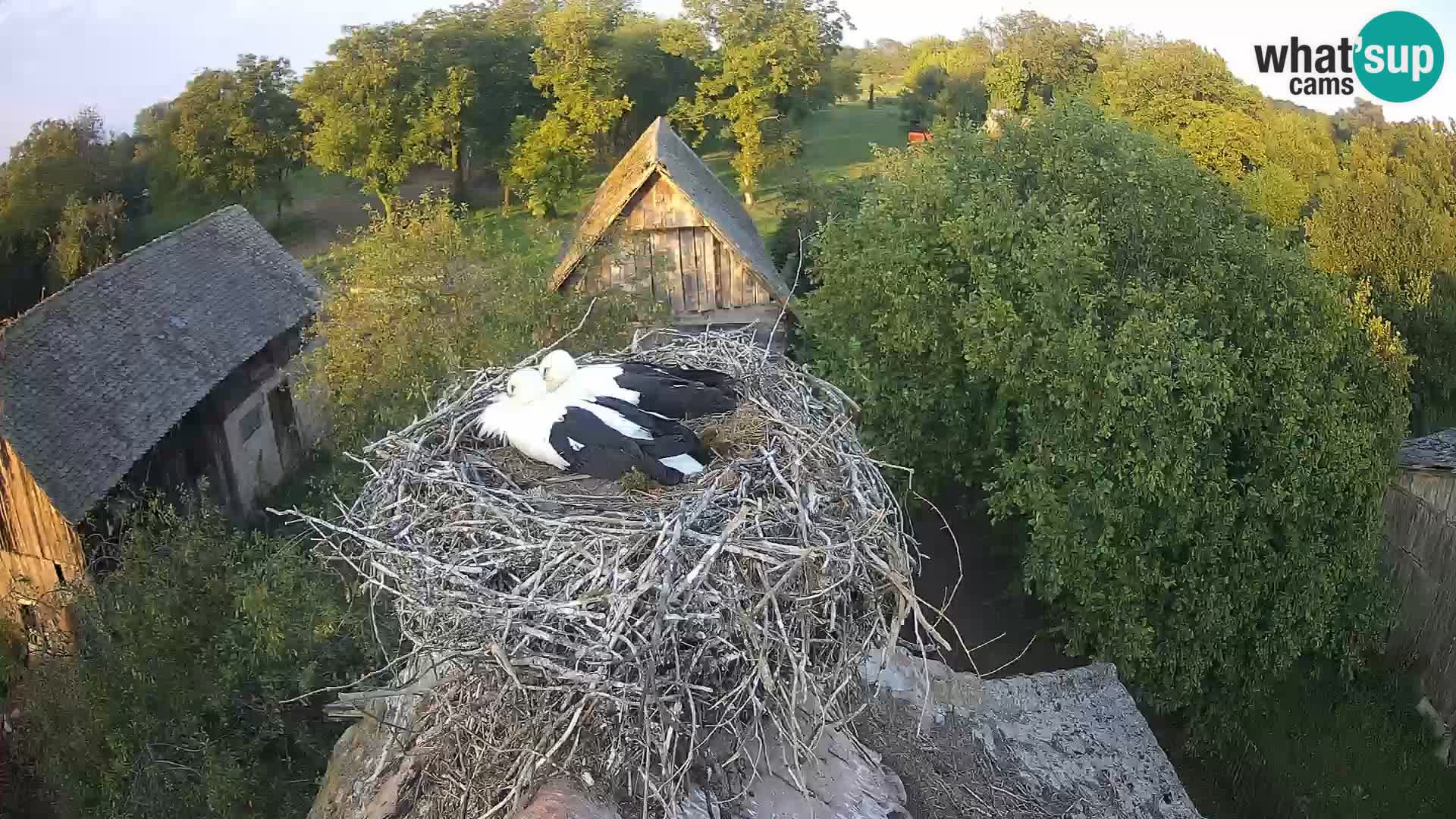 Villaggio delle cicogne europee webcam Parco naturale di Lonjsko polje