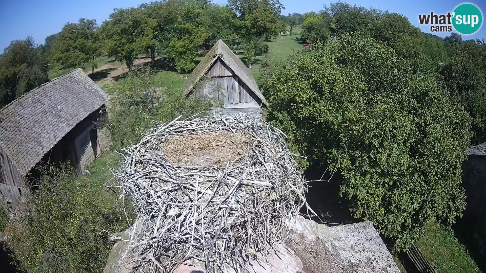 Webcam Europäisches Storchendorf – Naturpark Lonjsko polje
