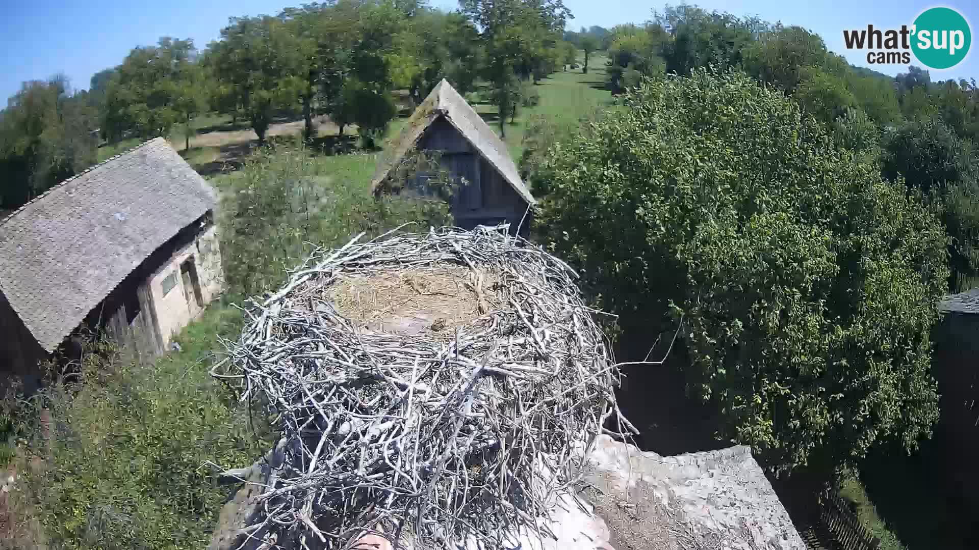 Pueblo europeo de cigüeñas camera en vivo Parque Natural Lonjsko polje