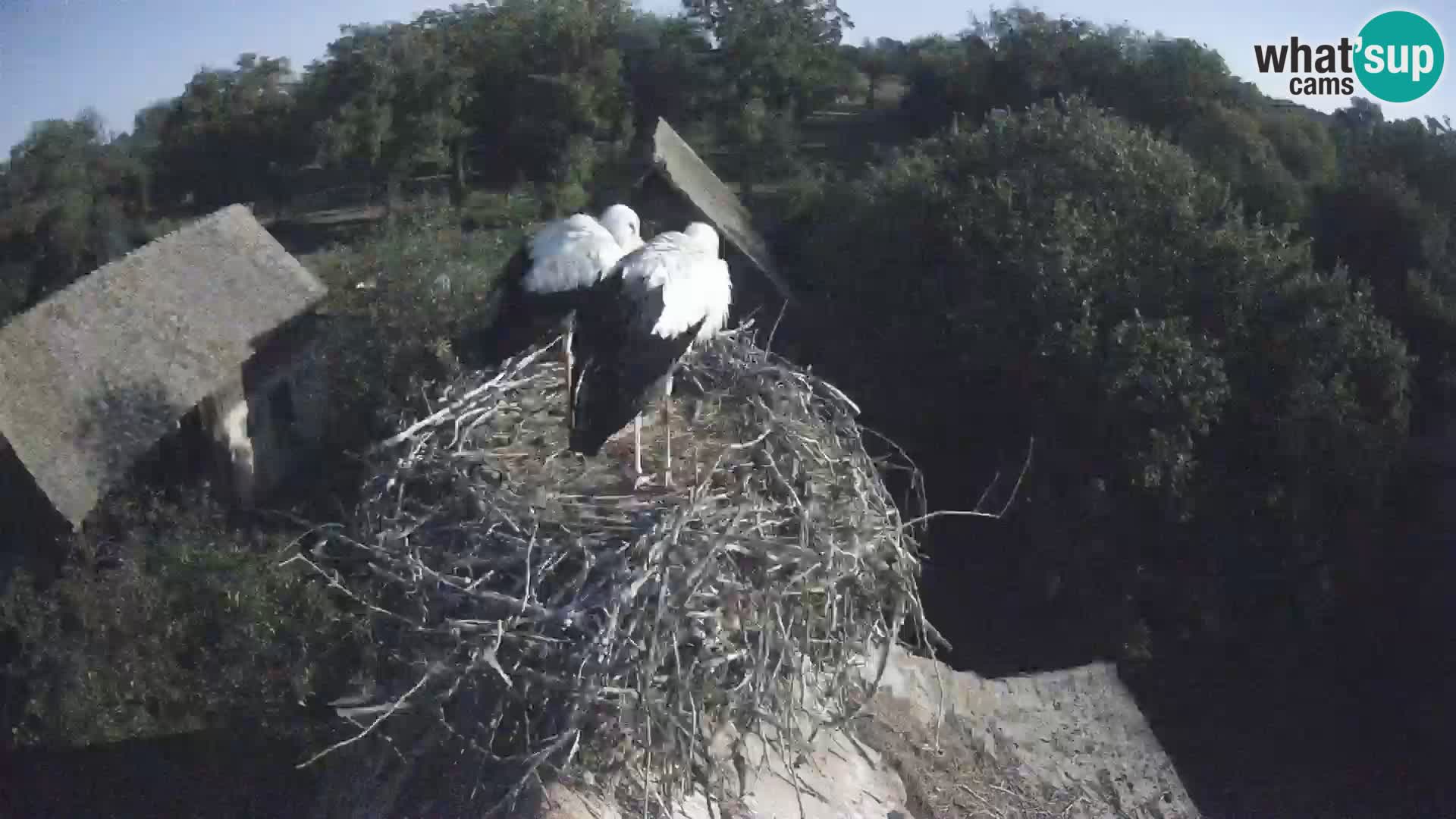 Webcam Europäisches Storchendorf – Naturpark Lonjsko polje