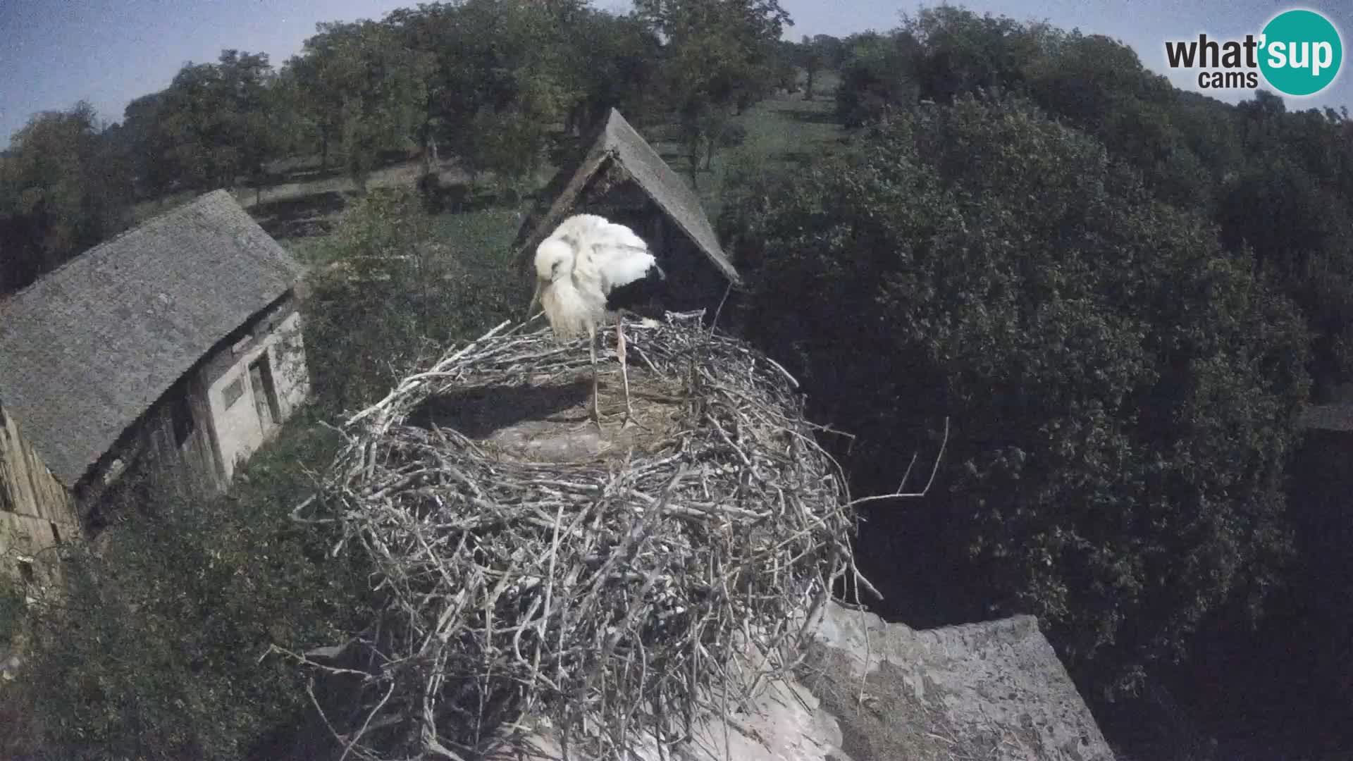 U živo Europsko selo roda – Park prirode Lonjsko polje