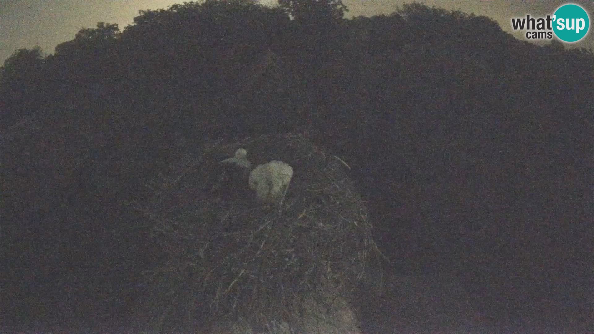 U živo Europsko selo roda – Park prirode Lonjsko polje
