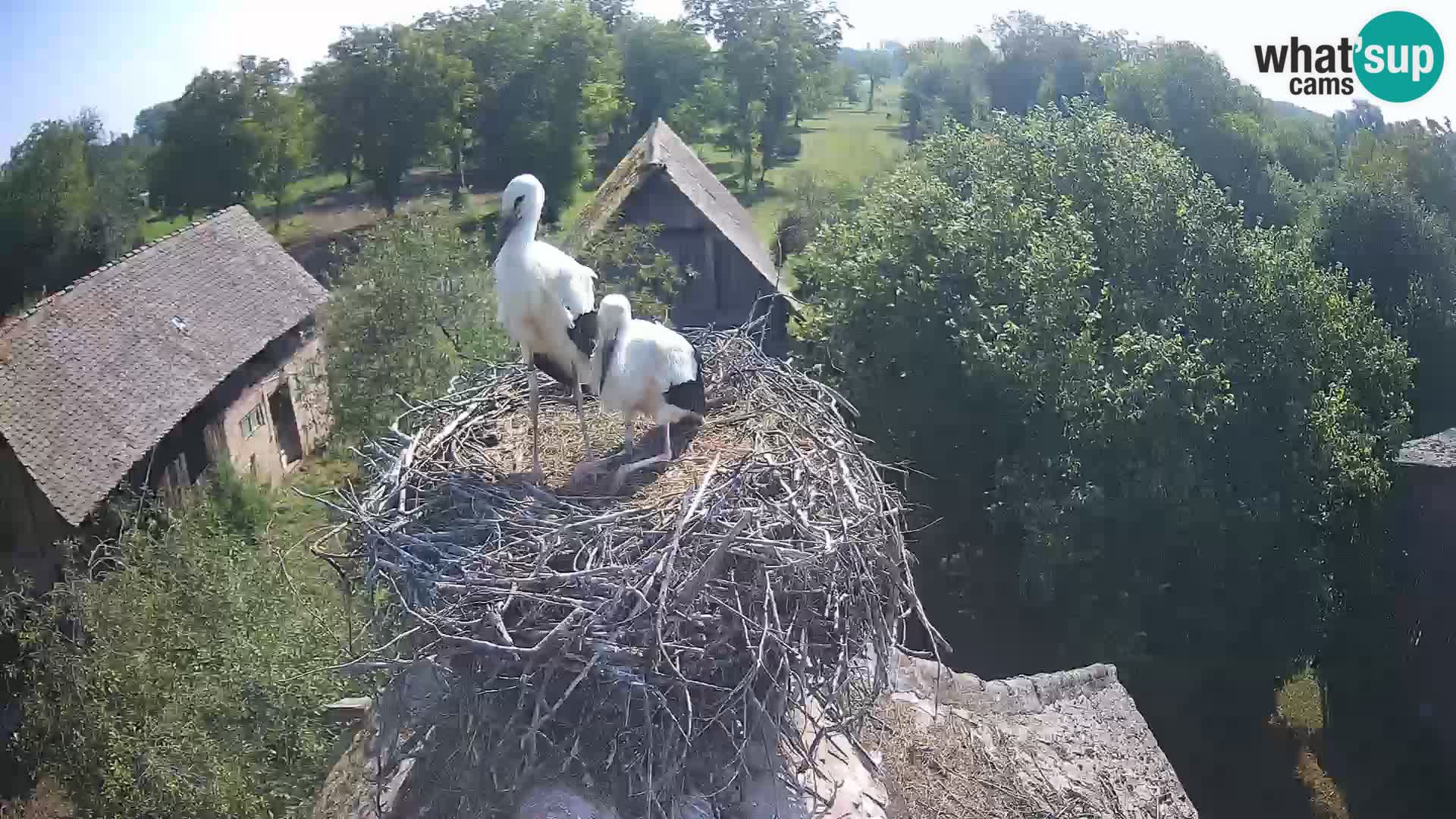 U živo Europsko selo roda – Park prirode Lonjsko polje