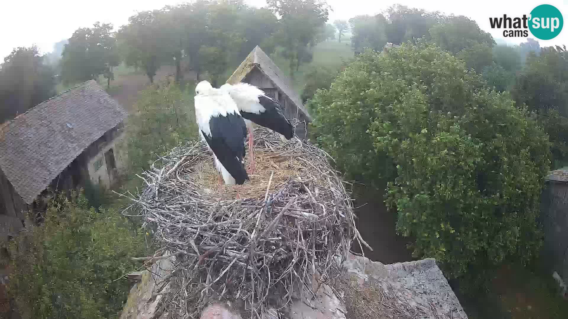U živo Europsko selo roda – Park prirode Lonjsko polje