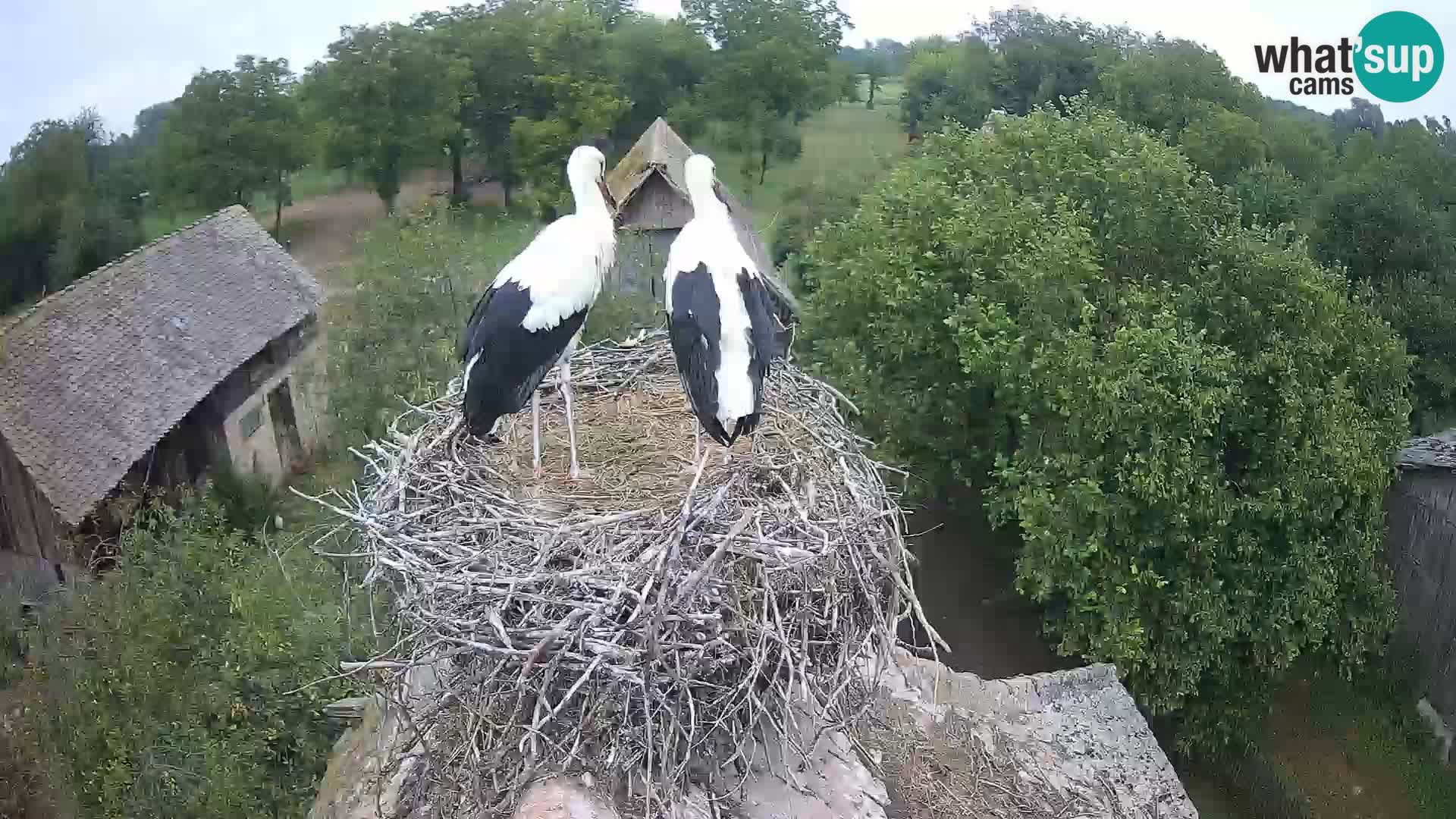 Villaggio delle cicogne europee webcam Parco naturale di Lonjsko polje