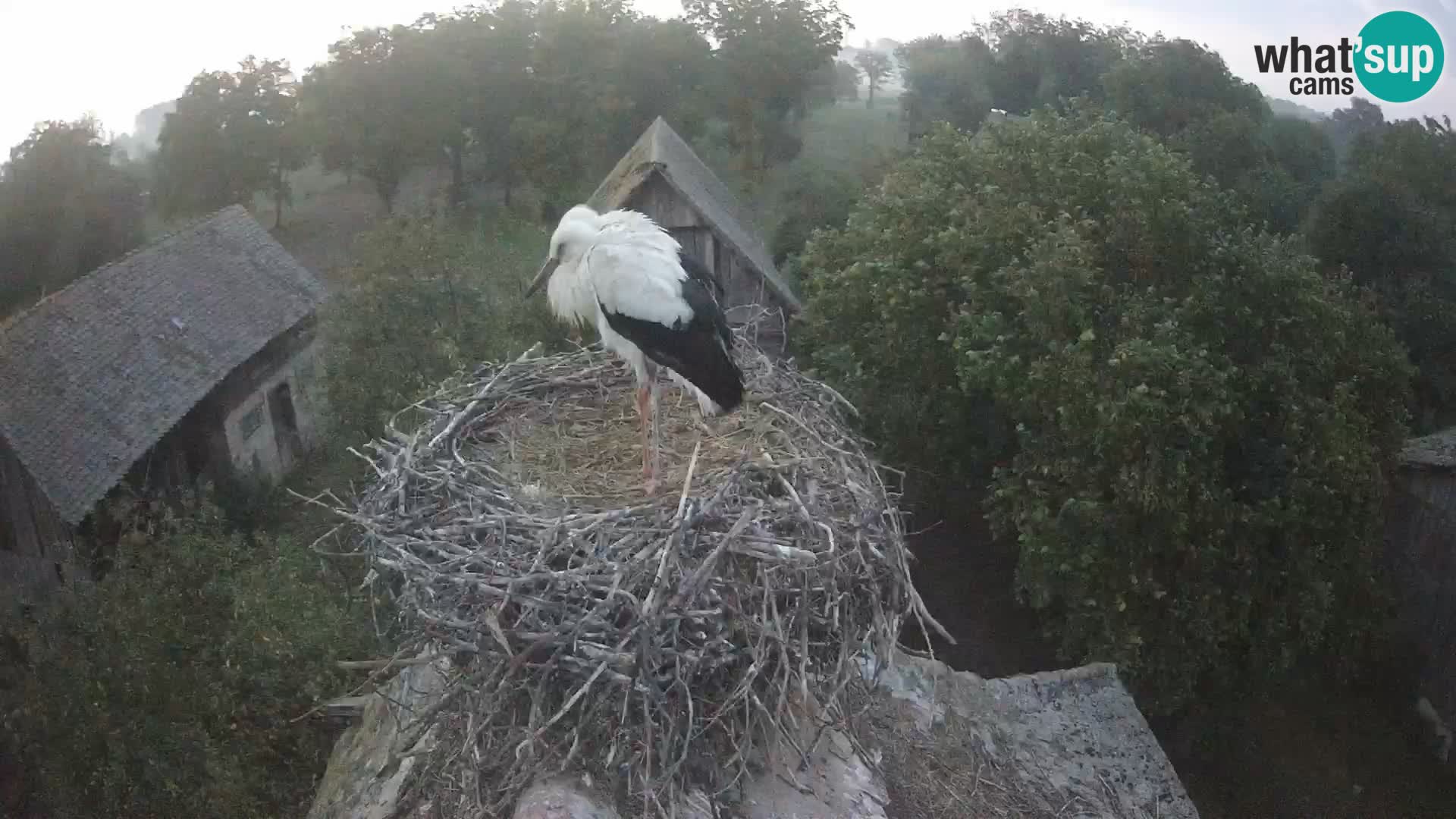 Webcam Europäisches Storchendorf – Naturpark Lonjsko polje