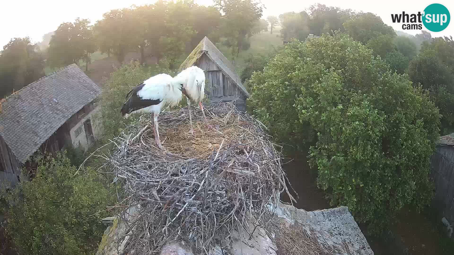 Webcam Europäisches Storchendorf – Naturpark Lonjsko polje