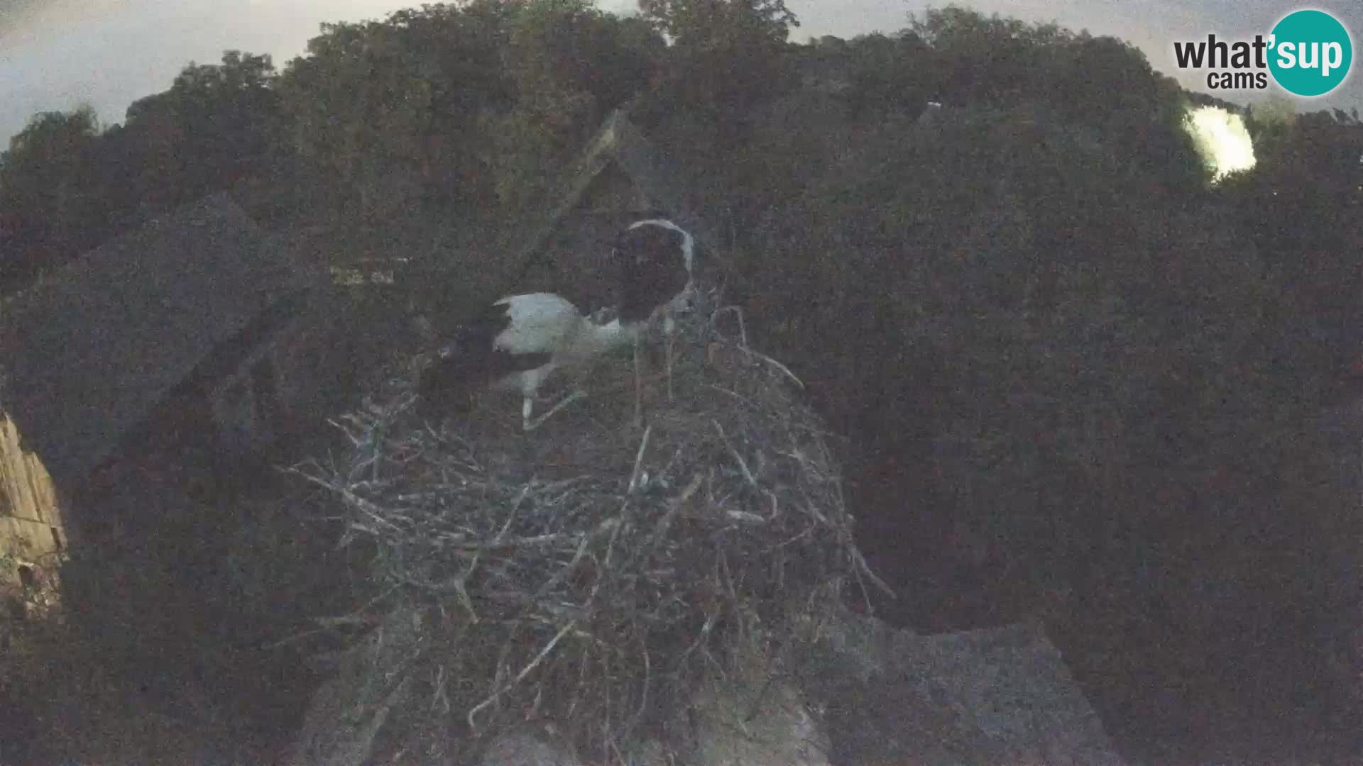 Webcam Europäisches Storchendorf – Naturpark Lonjsko polje