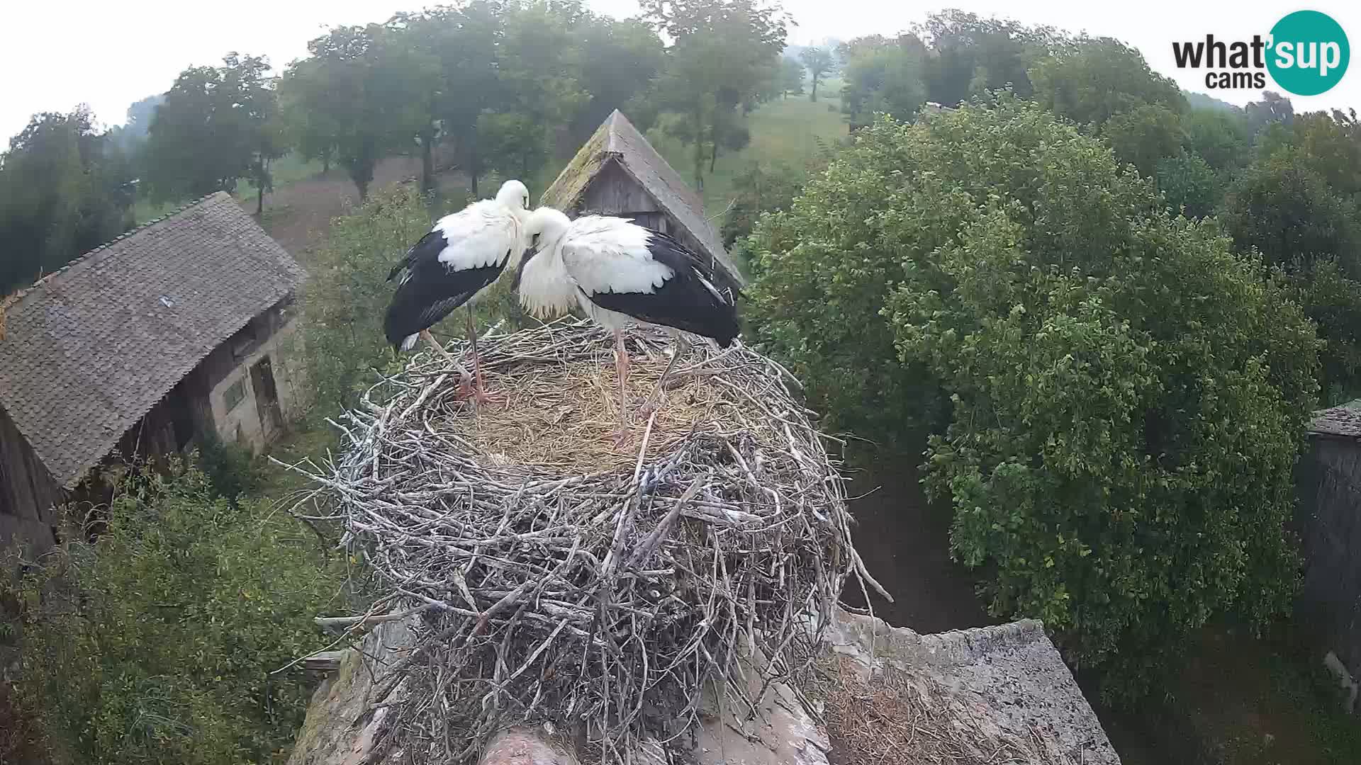 Pueblo europeo de cigüeñas camera en vivo Parque Natural Lonjsko polje