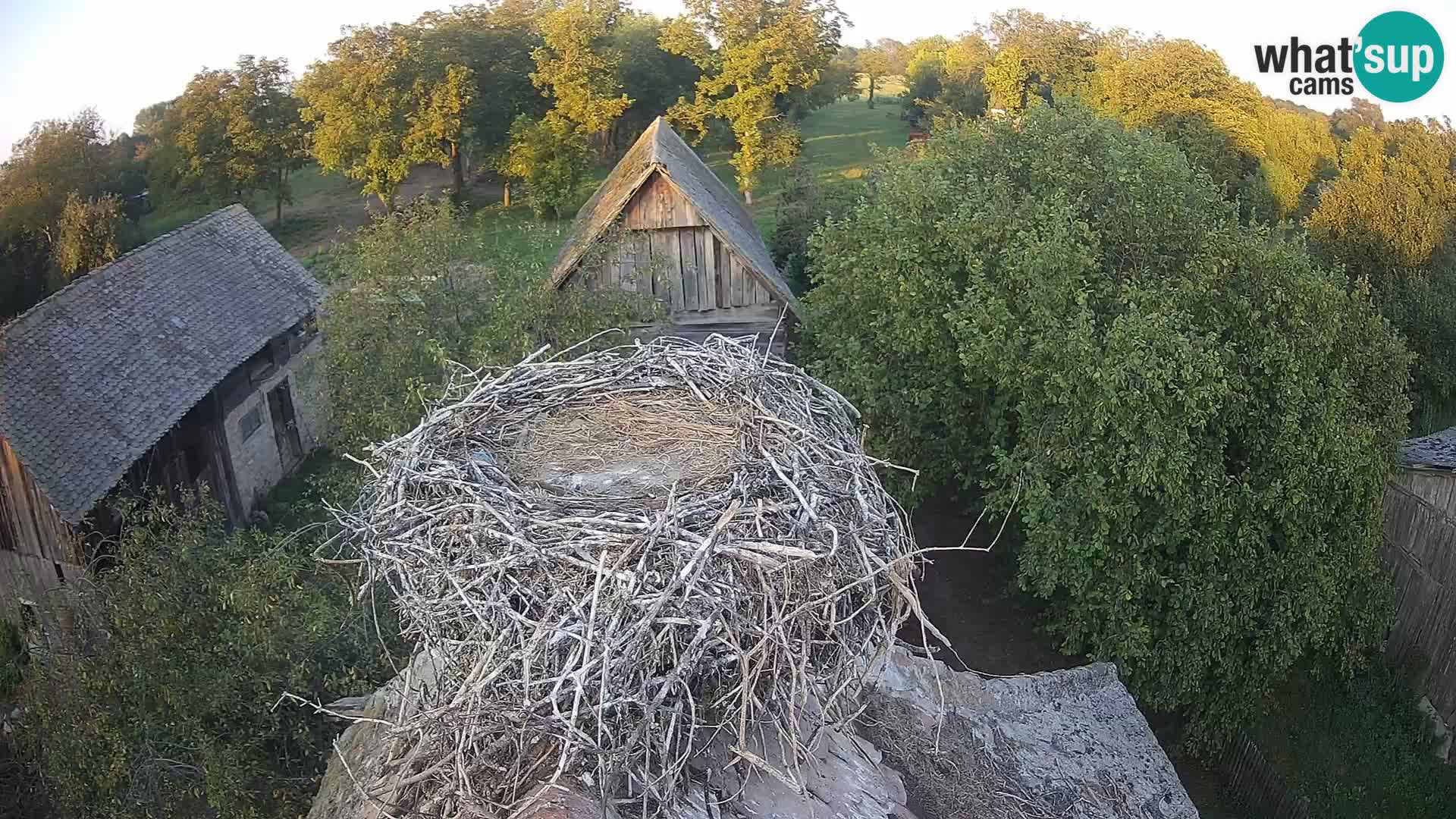 Live webcam European stork village – Lonjsko polje Nature Park