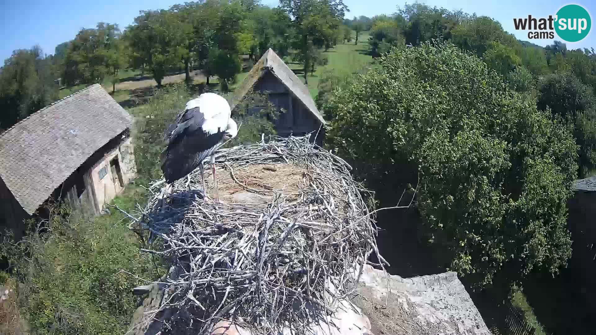 Villaggio delle cicogne europee webcam Parco naturale di Lonjsko polje