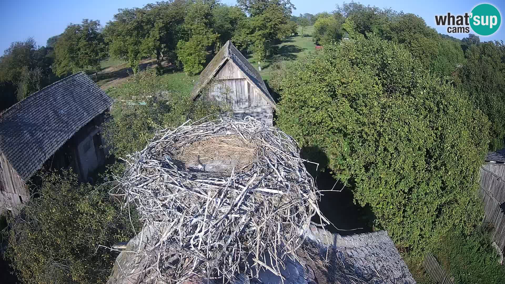 Evropska vas štorklje – Krajinski park Lonjsko polje spletna kamera