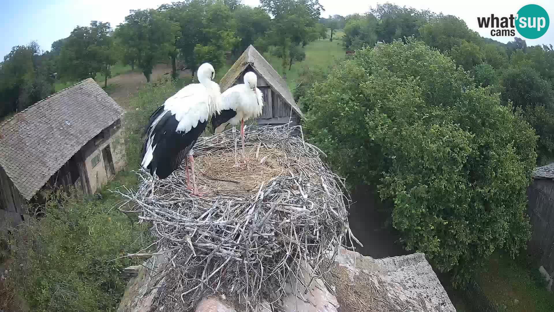 U živo Europsko selo roda – Park prirode Lonjsko polje