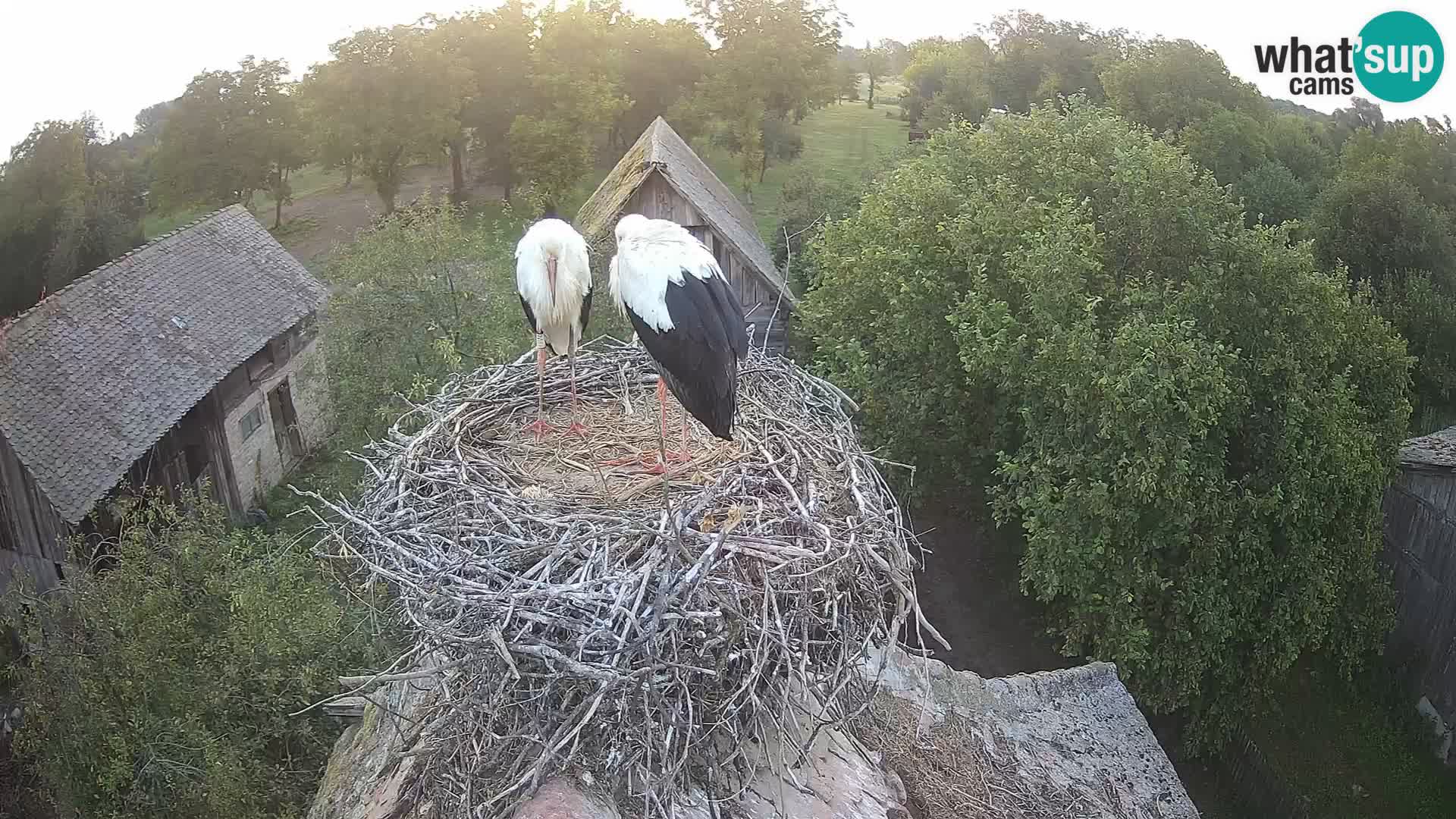 Pueblo europeo de cigüeñas camera en vivo Parque Natural Lonjsko polje