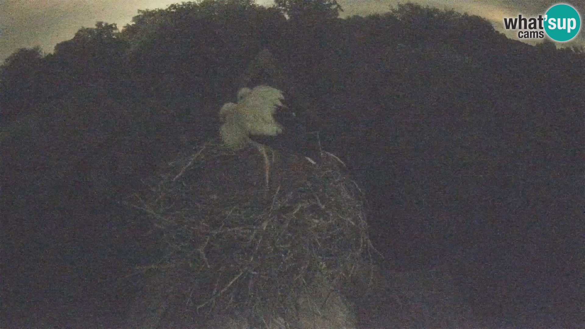 Webcam Europäisches Storchendorf – Naturpark Lonjsko polje