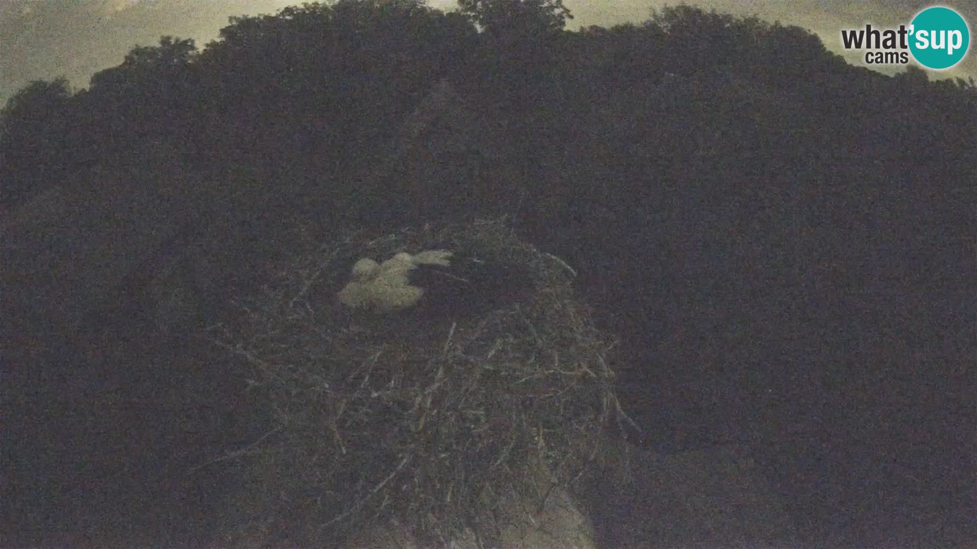 Villaggio delle cicogne europee webcam Parco naturale di Lonjsko polje