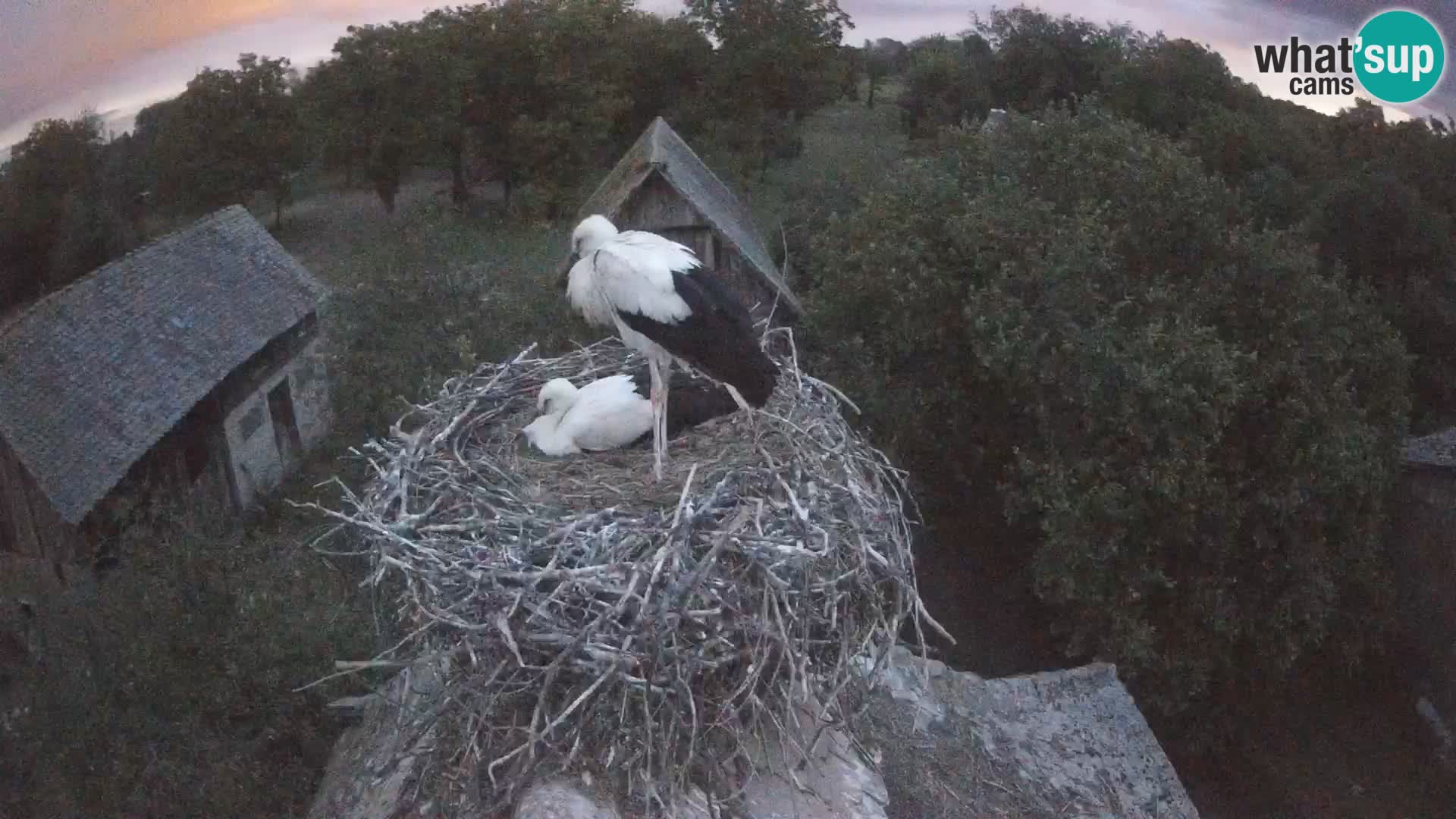 U živo Europsko selo roda – Park prirode Lonjsko polje