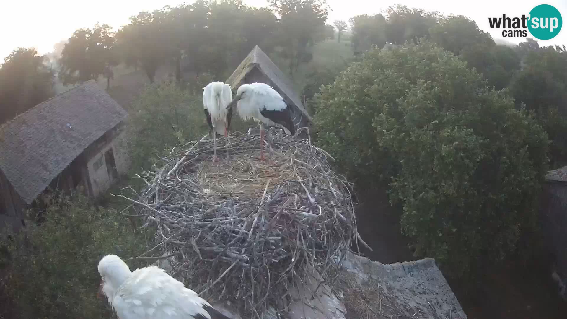U živo Europsko selo roda – Park prirode Lonjsko polje