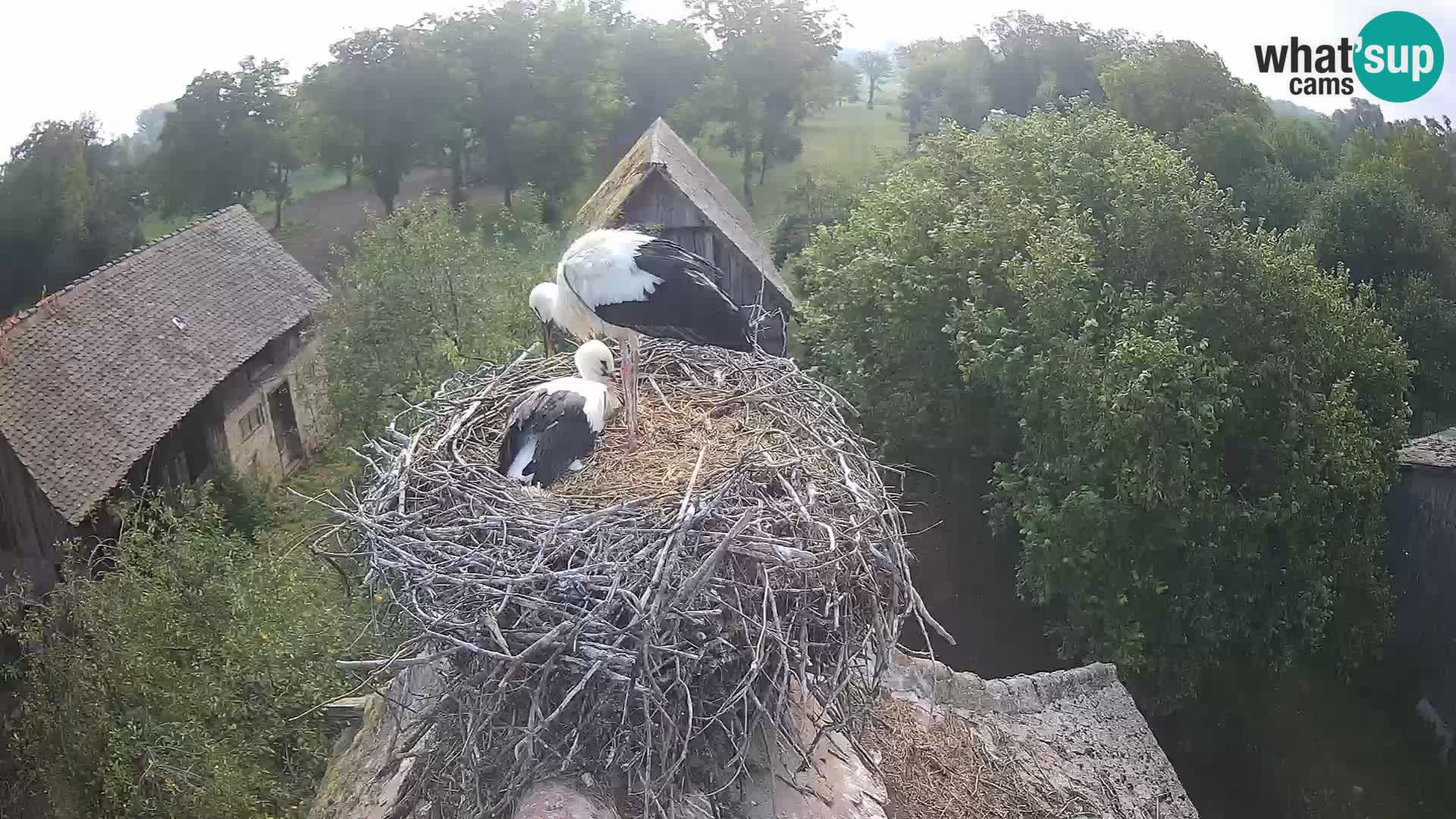Evropska vas štorklje – Krajinski park Lonjsko polje spletna kamera