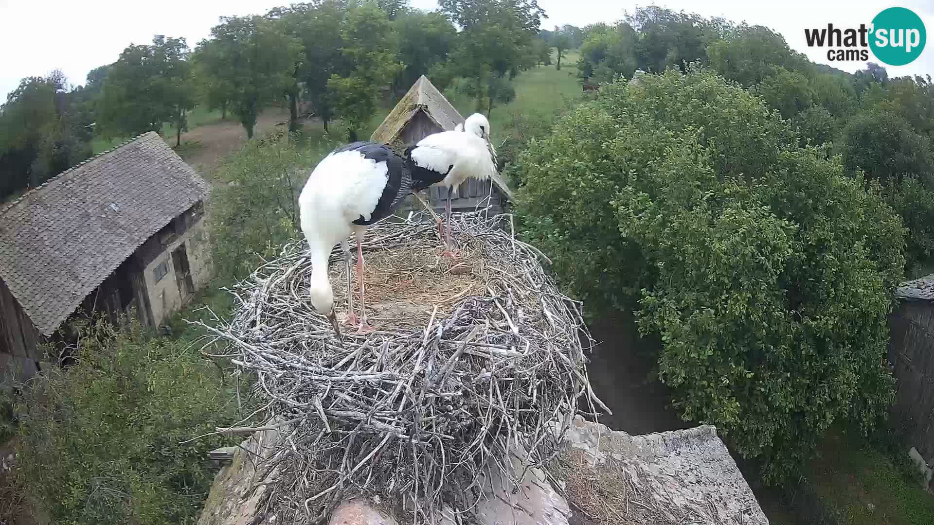 Pueblo europeo de cigüeñas camera en vivo Parque Natural Lonjsko polje