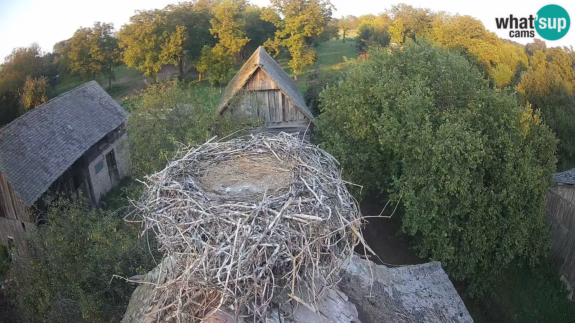 Webcam Europäisches Storchendorf – Naturpark Lonjsko polje