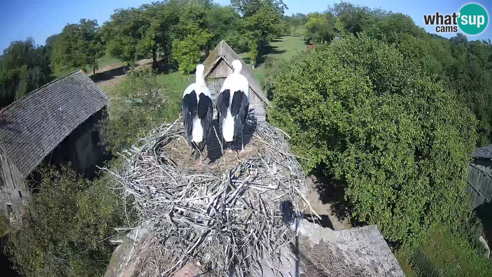 Pueblo europeo de cigüeñas camera en vivo Parque Natural Lonjsko polje