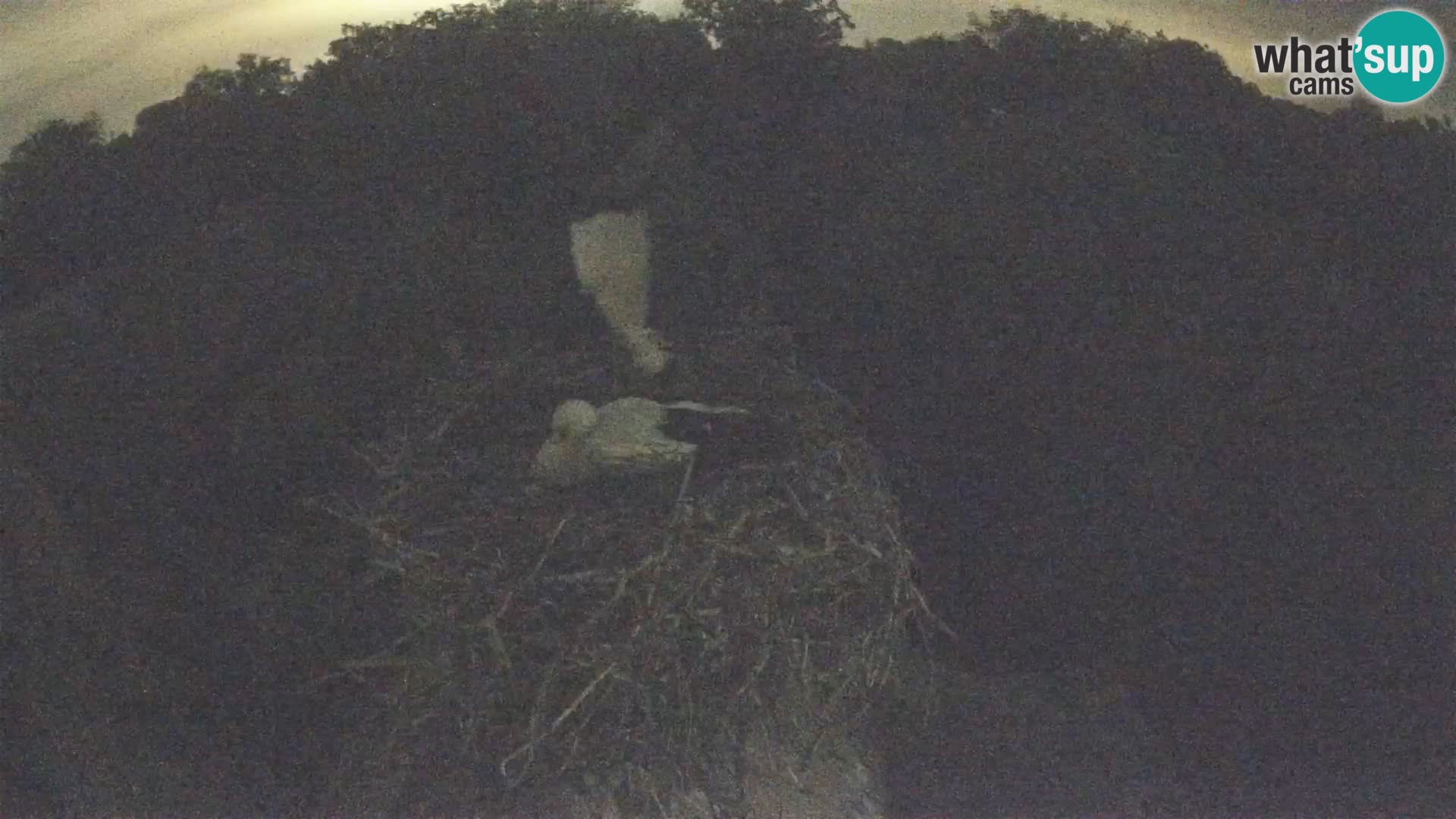 Pueblo europeo de cigüeñas camera en vivo Parque Natural Lonjsko polje