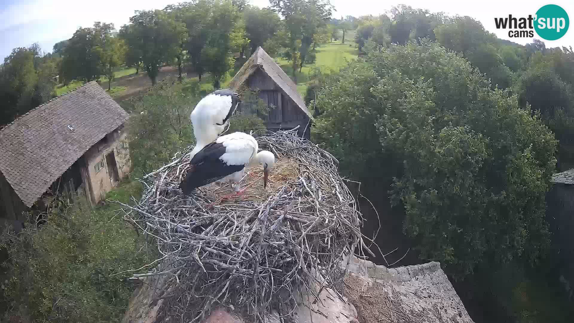 Pueblo europeo de cigüeñas camera en vivo Parque Natural Lonjsko polje