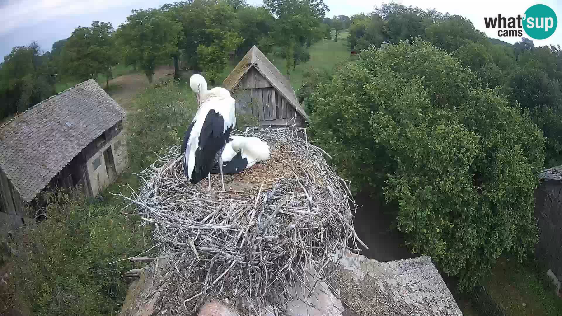 U živo Europsko selo roda – Park prirode Lonjsko polje