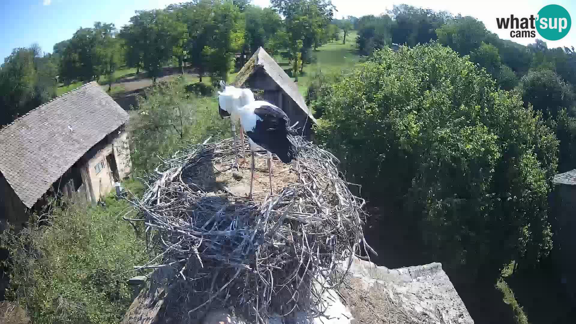 Village européen de cigognes webcam Parc naturel de Lonjsko polje