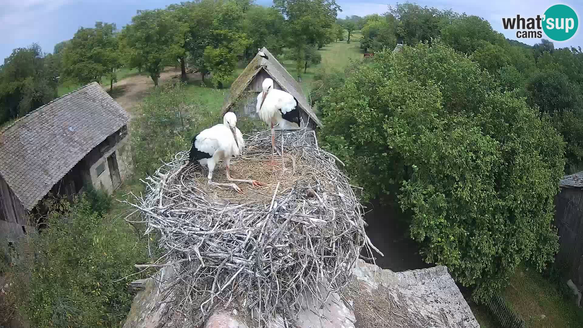 Webcam Europäisches Storchendorf – Naturpark Lonjsko polje