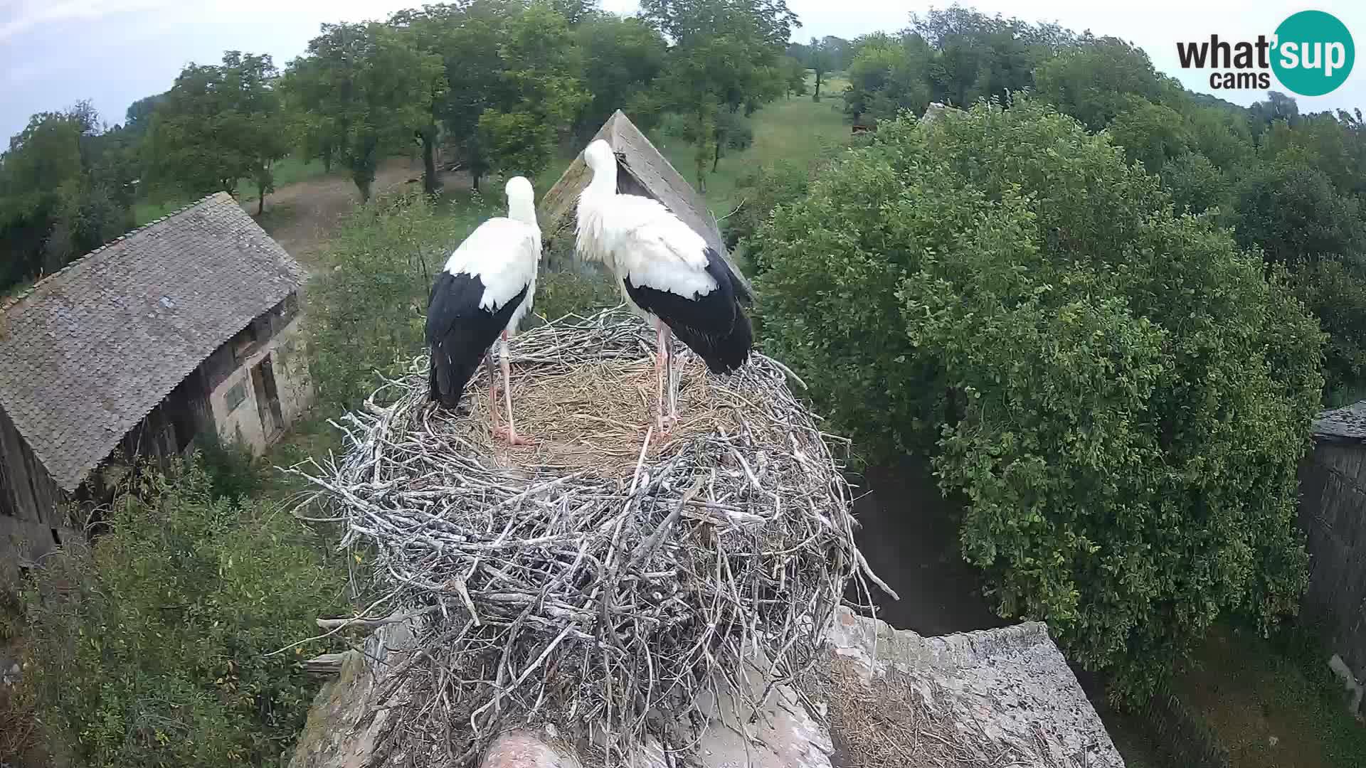 Evropska vas štorklje – Krajinski park Lonjsko polje spletna kamera