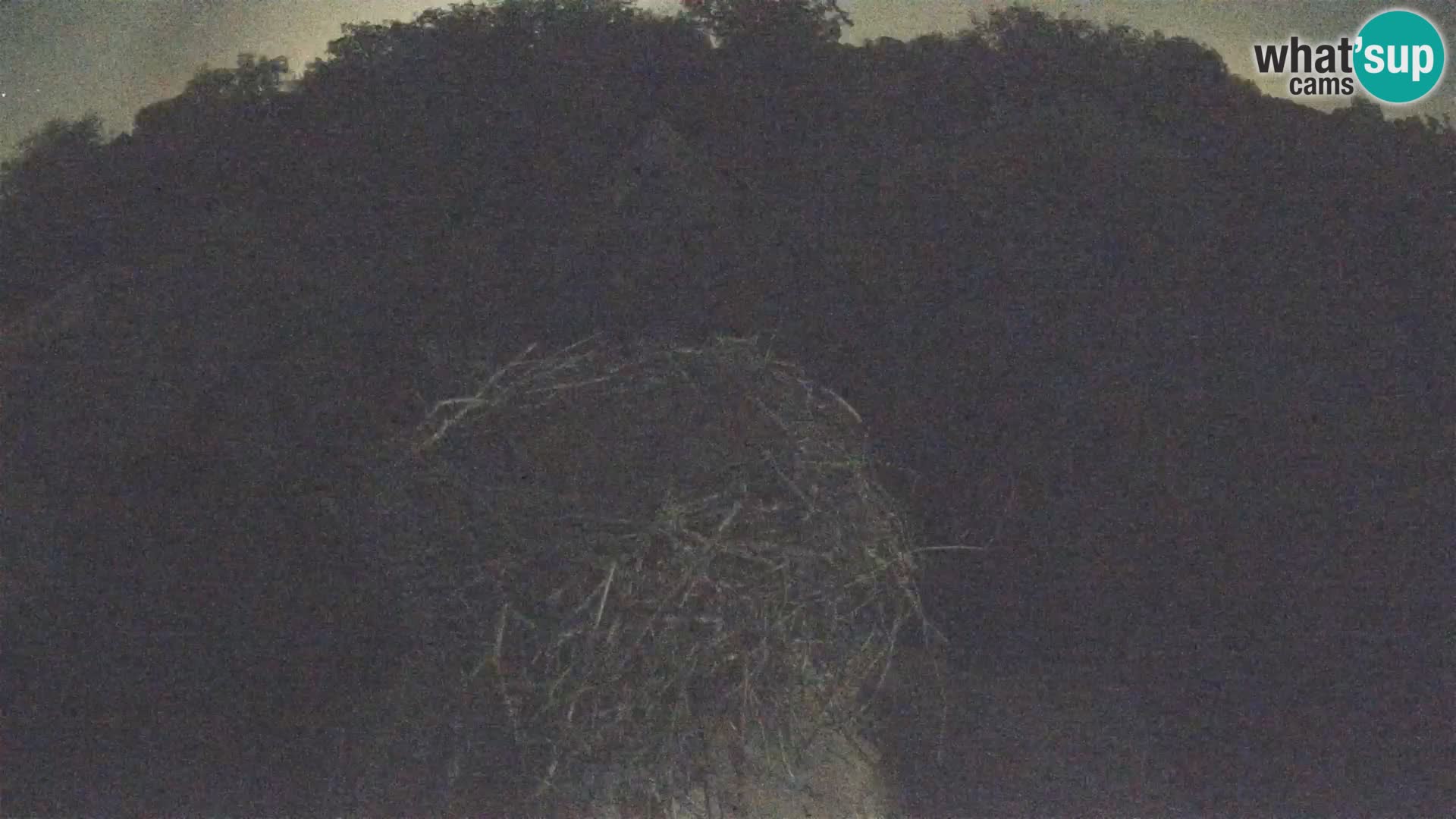 Webcam Europäisches Storchendorf – Naturpark Lonjsko polje